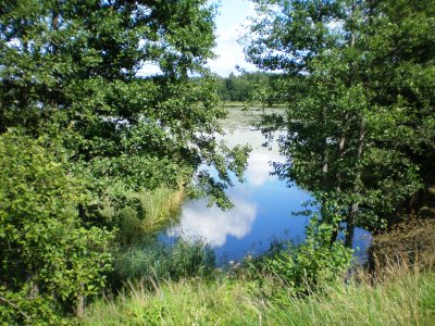 Tautesnis (Zalvė)