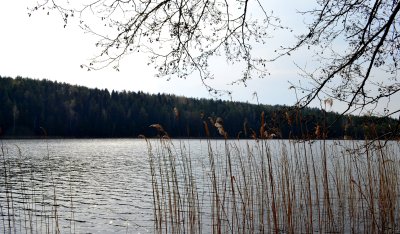 Gilužis (1)