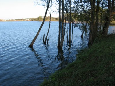 Niedulis