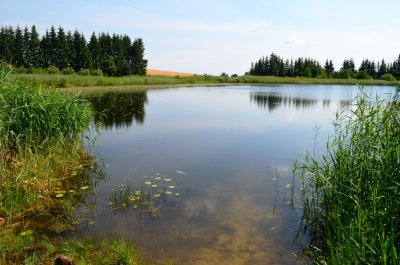 Pirčiukas