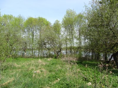 Smulkis